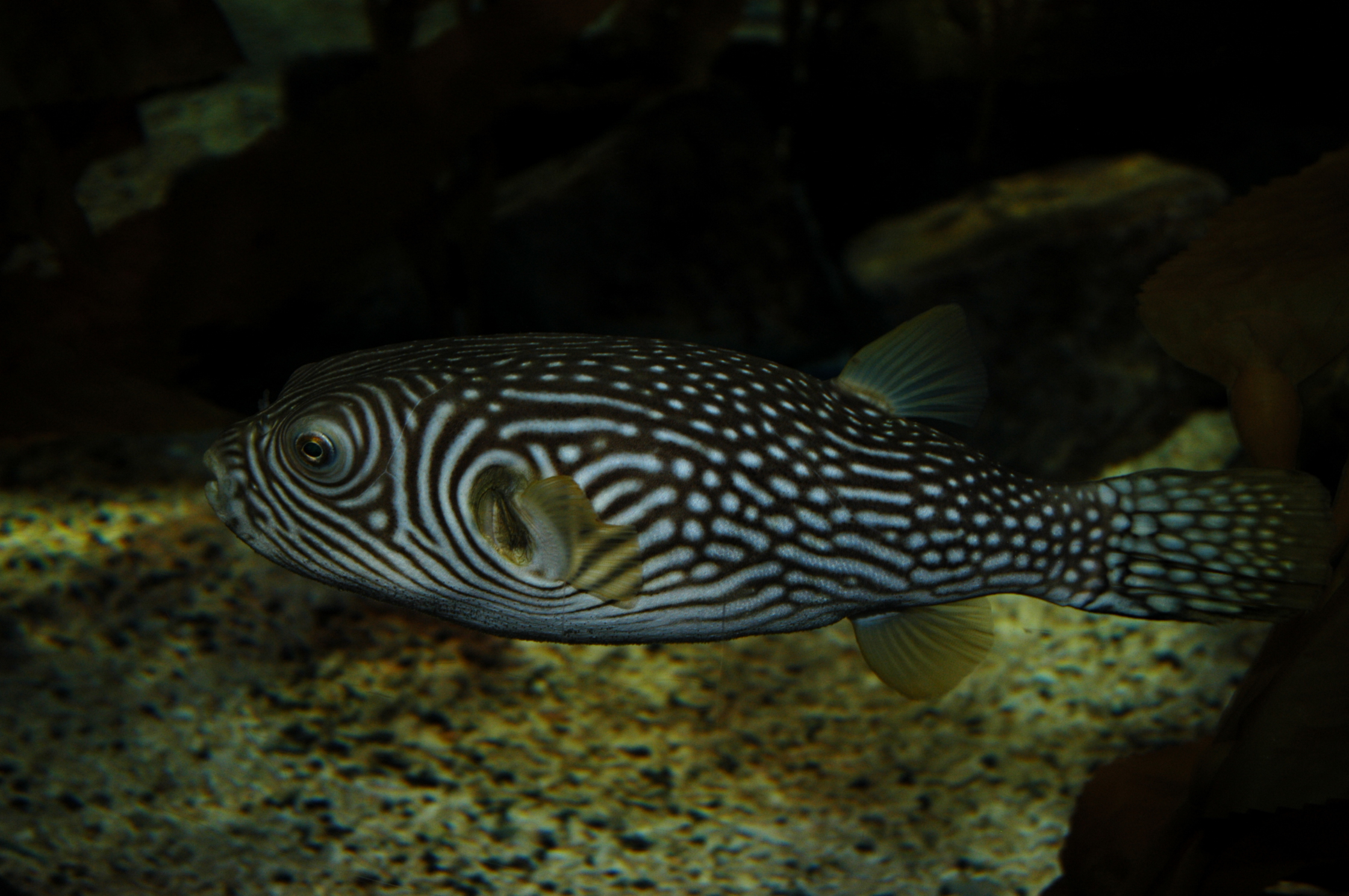 DSC_0461.JPG
