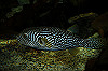 DSC_0461_thumb.jpg