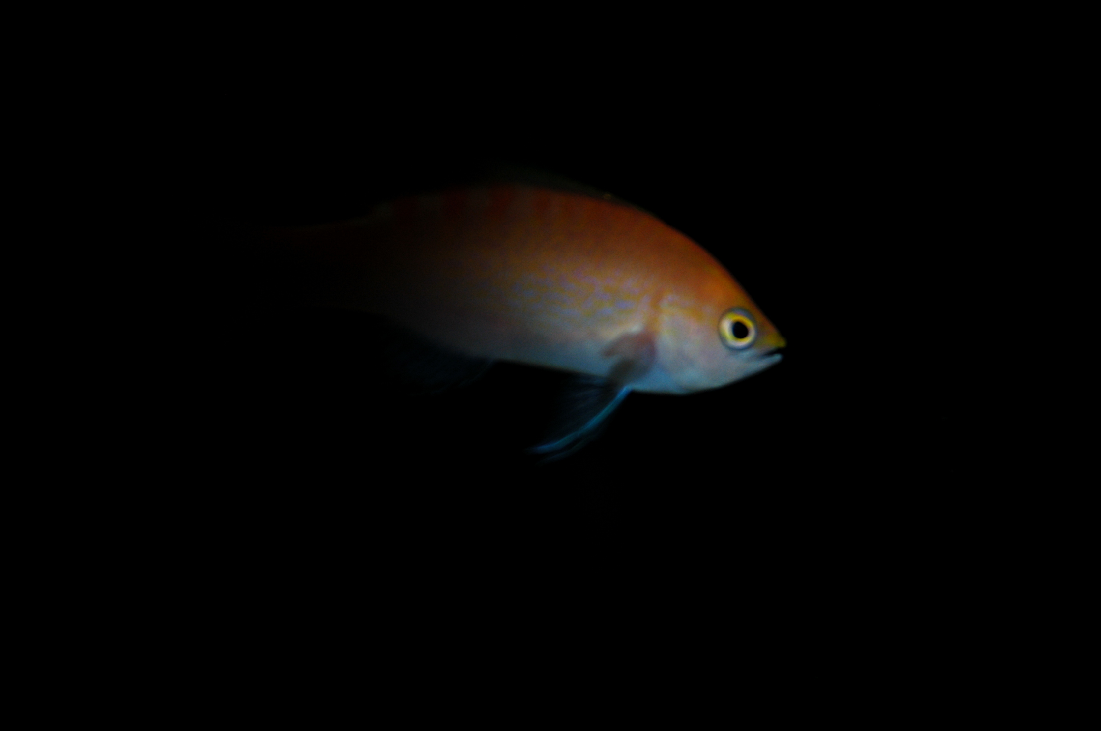 DSC_0474.JPG