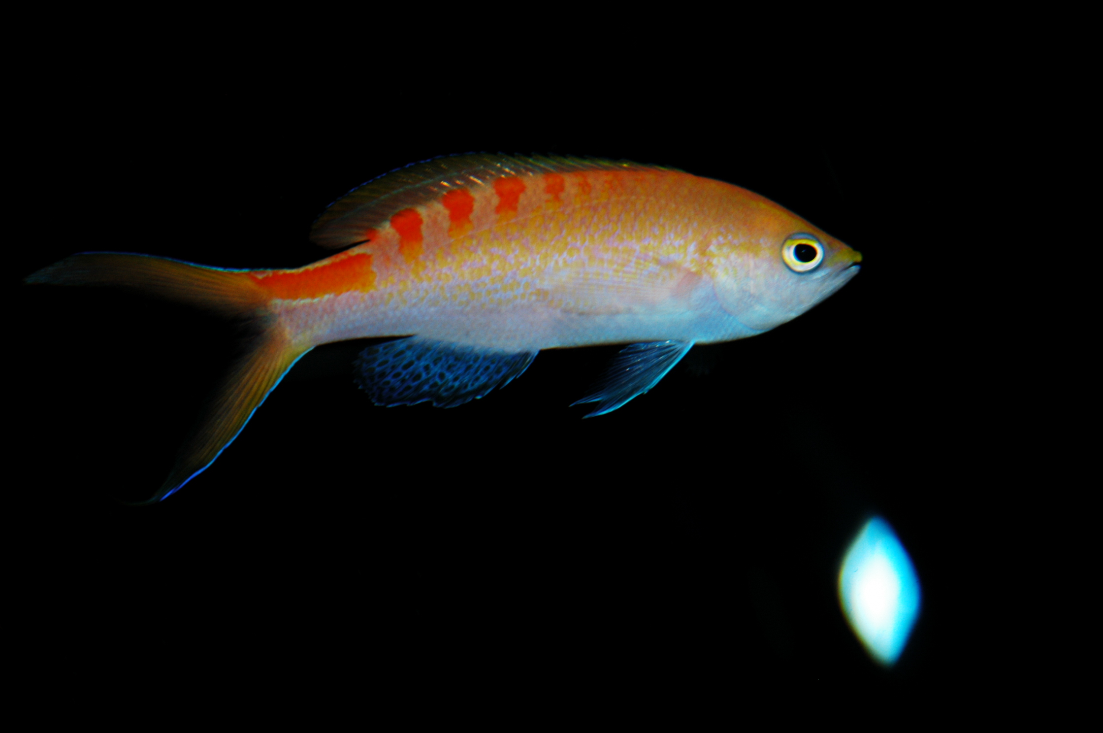 DSC_0475.JPG