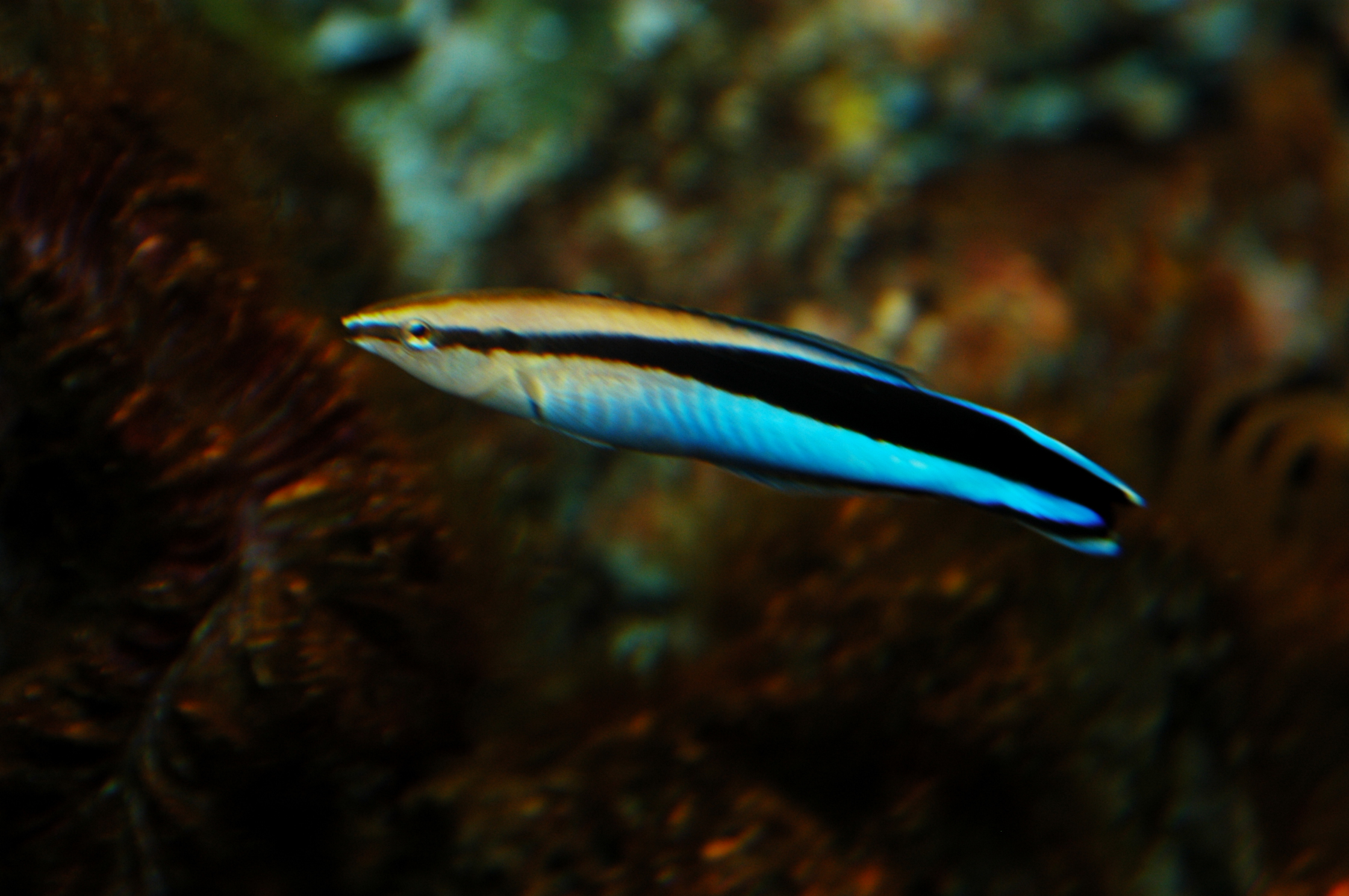 DSC_0477.JPG