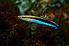 DSC_0477_thumb.jpg