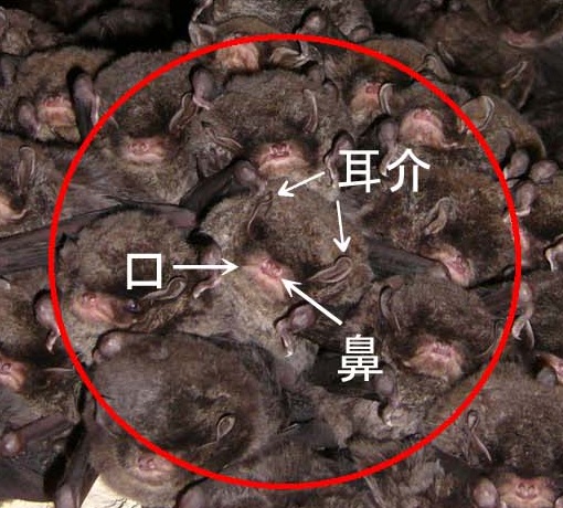 �R�E�����̉摜�i�g��j