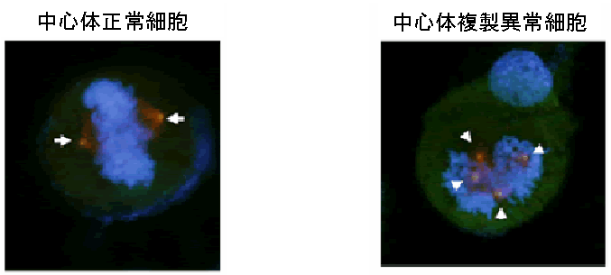 ���S�̂̉摜
