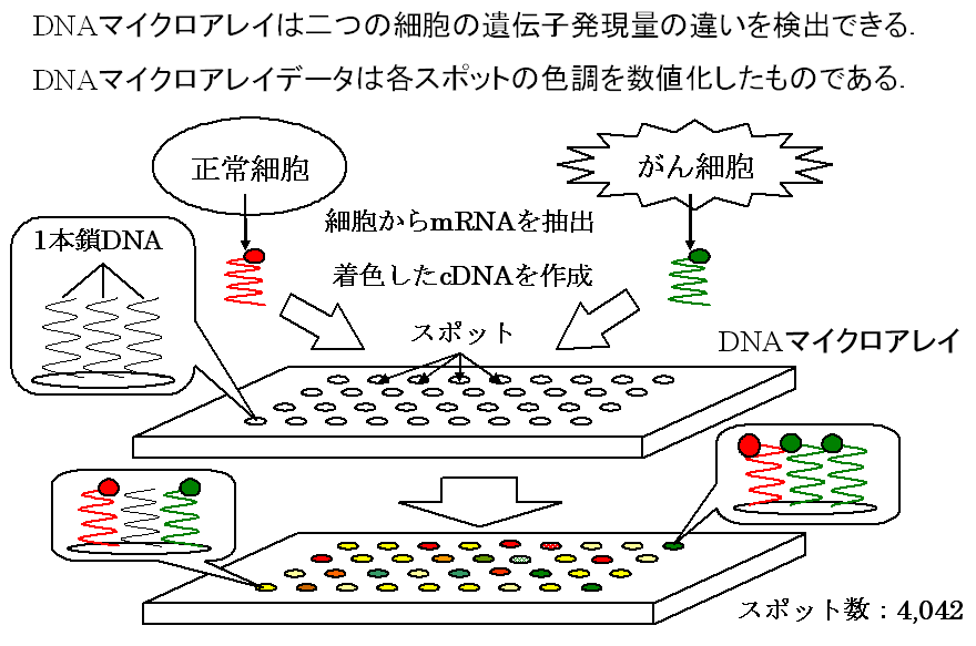 DNA�}�C�N���A���C