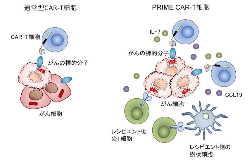PRIME CAR-T細胞により誘導されるがん患者さんの免疫細胞との協働