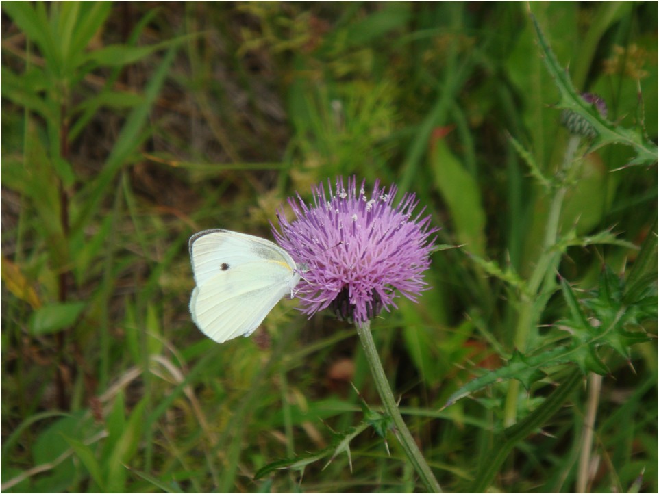 Matsui Laboratory (Yamaguchi University)