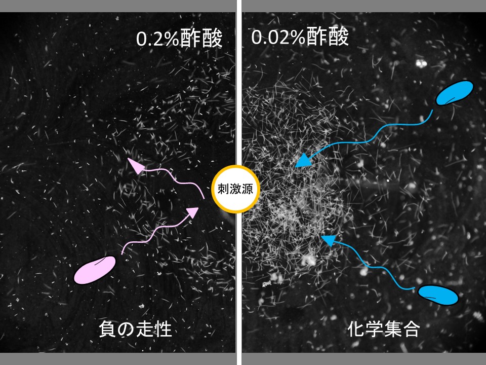 研究紹介 