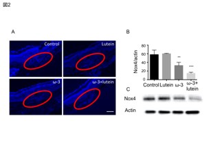 :PLOSOne 柳井 概略図2.pdf